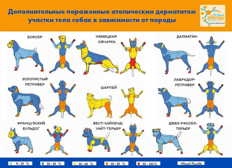 Лечение атопического дерматита у питомцев