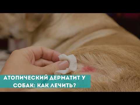 Атопический дерматит у собак &mdash
