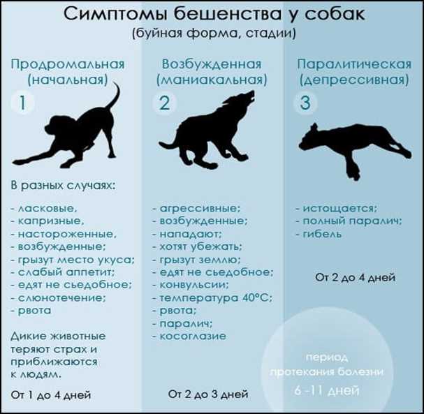 Бешенство у собак - признаки, симптомы, как проявляется Бешенство у собак: признаки, симптомы, как проявляется