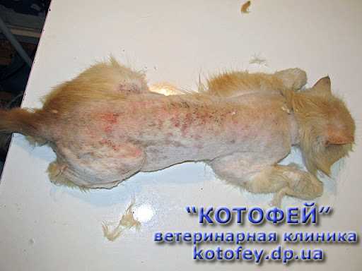 Шаг 3: Восстановление здоровья