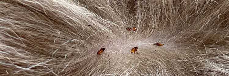 Блохи у кошки – проблема и способы борьбы Блохи у кошки