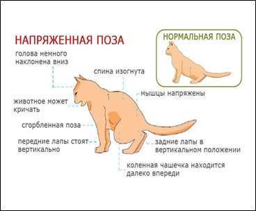 Подходы к справлению с частым выделением мочи у кошек