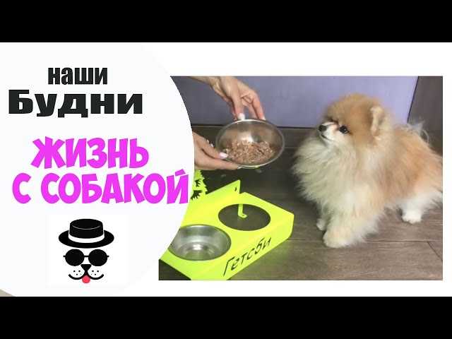 Чем кормить померанского шпица в домашних условиях Чем кормить померанского шпица в домашних условиях &mdash