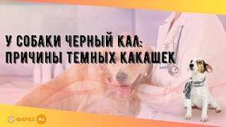 Влияние питания на цвет кала