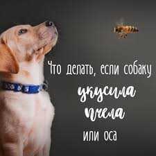 Что делать, если собаку укусила пчела или оса?