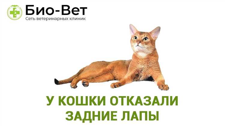 Что делать если у кота отказывают задние лапы Что делать, если у кота отказывают задние лапы?