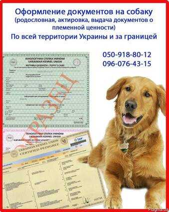 Документы РКФ на собаку &mdash