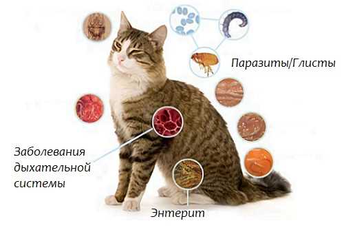 Профилактические меры