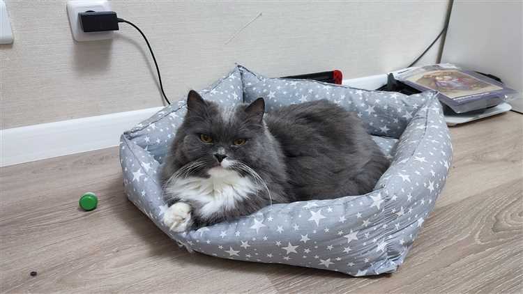 Инсульт у кошек 