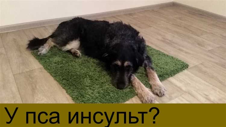 Опасности, к которым подвержены питомцы при наступлении серьезного недуга