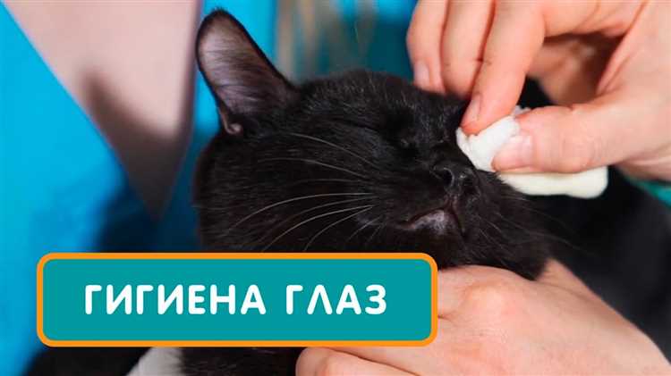 Важность регулярного очищения зрительных органов у маленьких и взрослых кошачьих