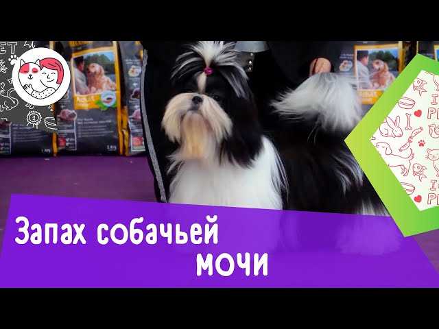 Использование биоэнзимных очистителей для устранения неприятных запахов
