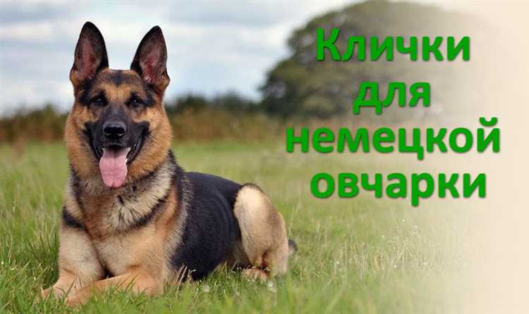 Практические советы по подбору кличек для германской овчарки