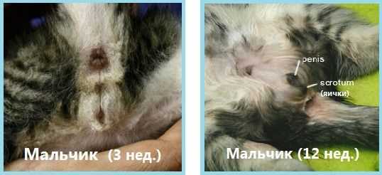 Как определить пол котенка Как определить пол котенка?