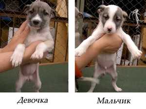 Физические особенности мальчиков и девочек