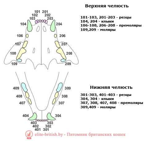Проверка состояния зубов и десен