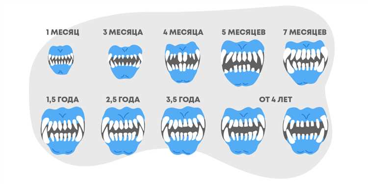 Как определить возраст кошки Как определить возраст кошки?