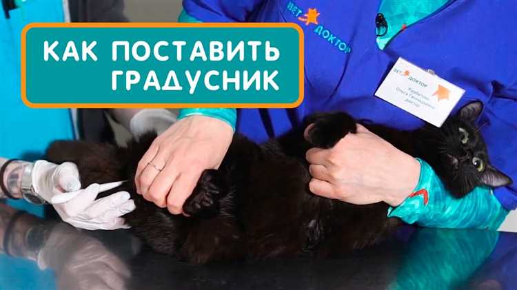 Как измерить показатели телесной теплоты у питомца