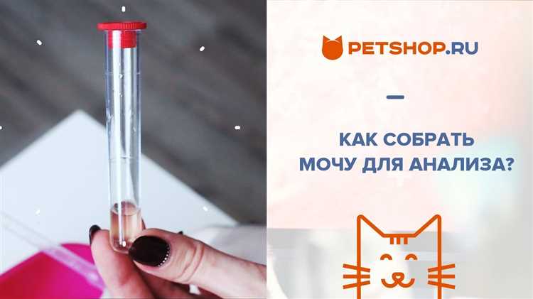 Сбор мочи у кошки для анализа Как у кошки собрать мочу для анализа?