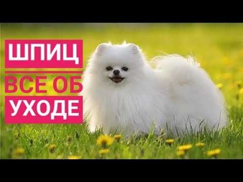 Особенности здоровья и регулярные визиты к ветеринару