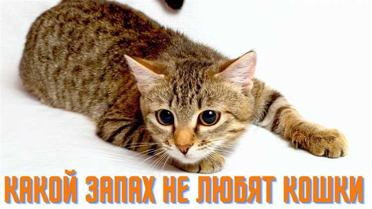 Пряные ароматы мяты и гвоздики