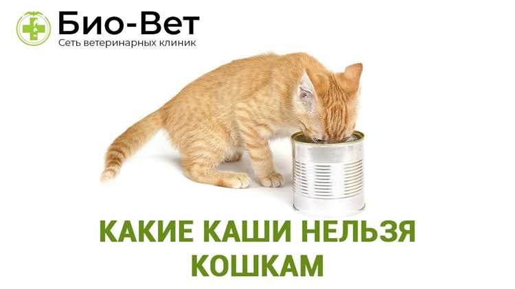 Безопасные крупы для домашных котов: питательные варианты