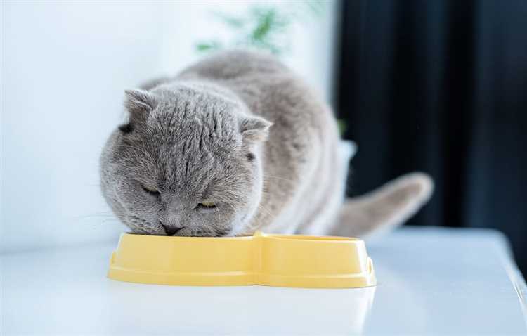 Какую крупу подходит кошкам, а какую нет Какую крупу можно кошкам и какую нельзя?