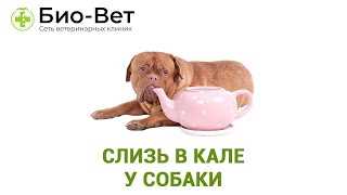Кал со слизью у собак Кал со слизью у собак