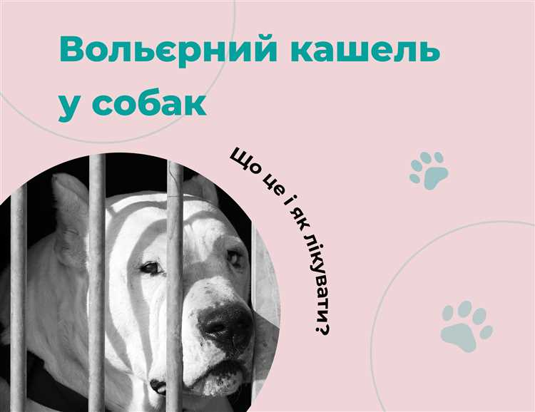 Типичные признаки кашля у собак разного возраста и породы