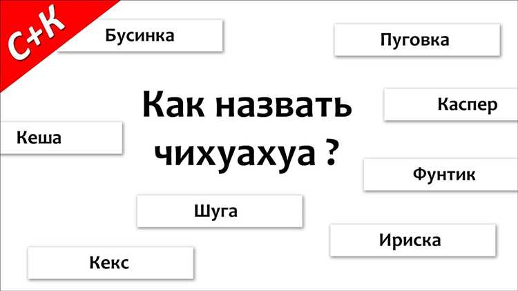 Игривые имена: подбираем клички для активного питомца