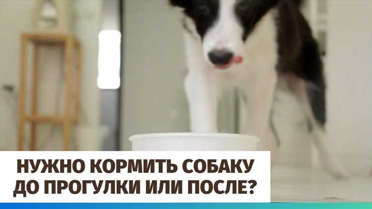 Кормление после прогулки