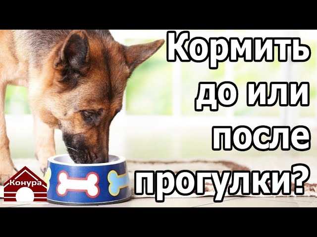 Выбор момента кормления питомца: предварительно или в последствии прогулки?