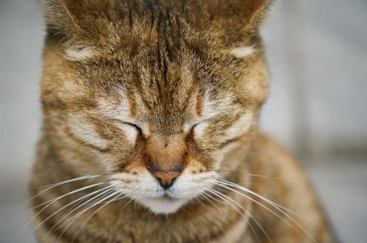 Методы устранения коричневых выделений у домашних котов
