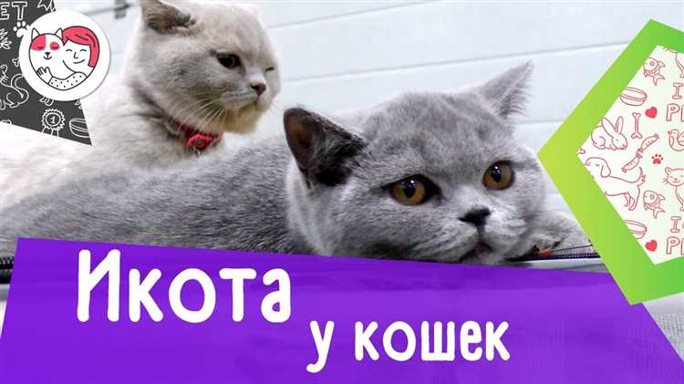 Почему моя домашняя питомица проявляет необычное поведение?