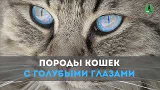 Мистическая привлекательность кошек с голубыми глазами Кошки с голубыми глазами