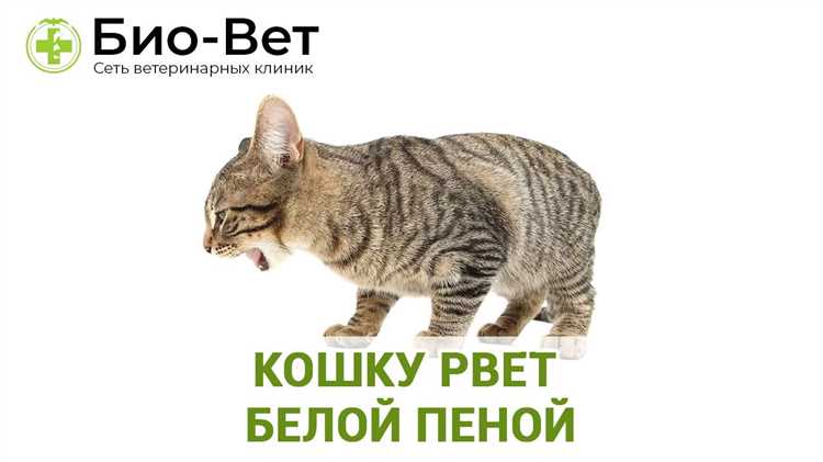 Кота или кошку рвет белой пеной — реакция на стресс или болезнь? Кота или кошку рвет белой пеной