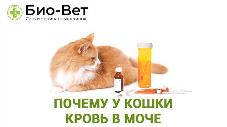 Диагностика крови в моче у кошек: как определить проблему?