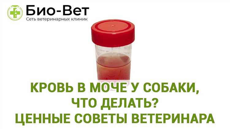 Причины и лечение крови в моче у собаки Кровь в моче у собаки: причины и лечение