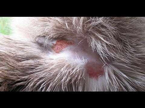 Лишай у кошек