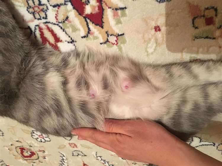 Мастит у кошек