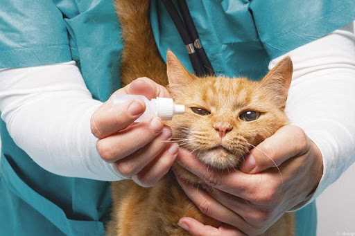 Современные подходы к устранению микробной инфекции у питомцев