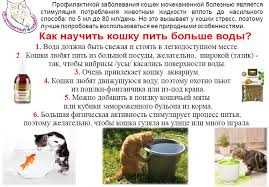 1. Диетический Контроль