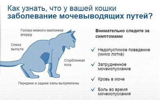 Какие признаки стоит учесть и тут же обратиться к специалисту?