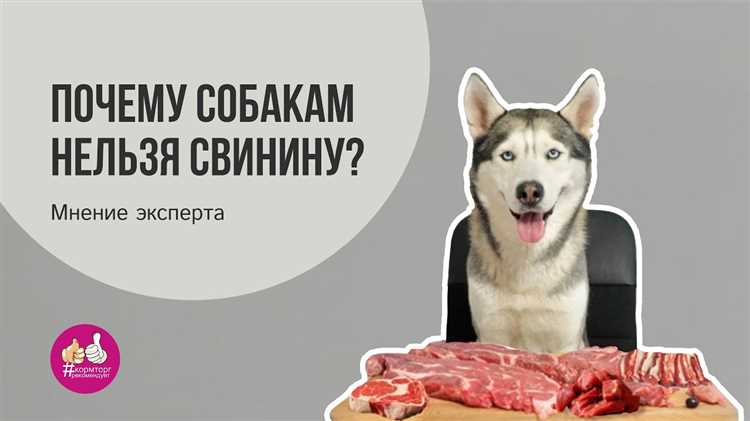Особенности пищеварения собак и свинины