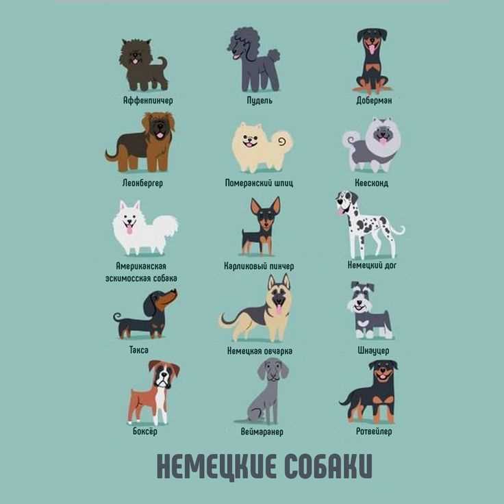 Популярные немецкие породы собак Немецкие породы собак
