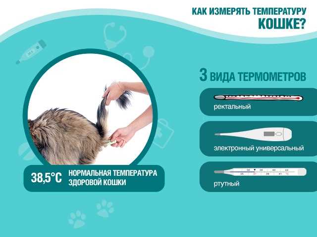Какая нормальная температура у кошек Нормальная температура у кошек