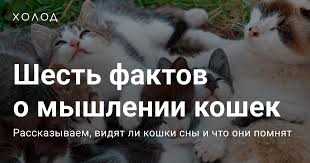 Что происходит в голове кошек и способны ли они мыслить? О чем думают кошки и умеют ли они мыслить?
