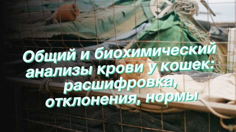Интерпретация биохимических показателей здоровья питомца