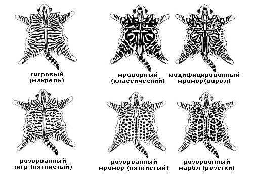 Типичные расцветки: особенности и распространенность