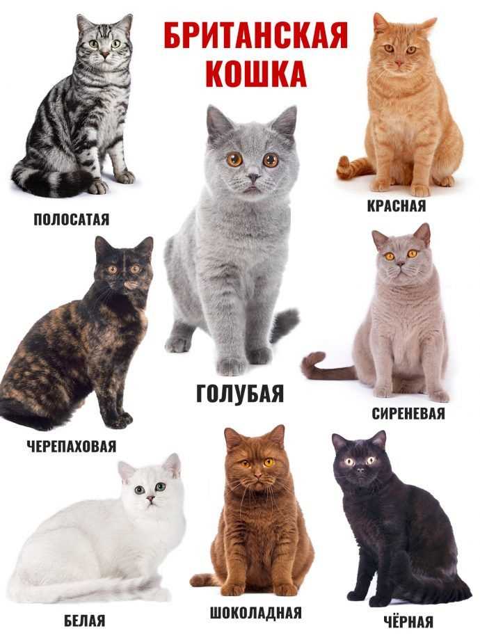 Популярные окрасы британских кошек Окрасы британских кошек